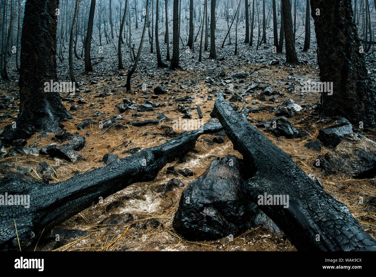 L'État de Washington, USA, Winthrop. Forêt brûlée après l'incendie récent. Banque D'Images