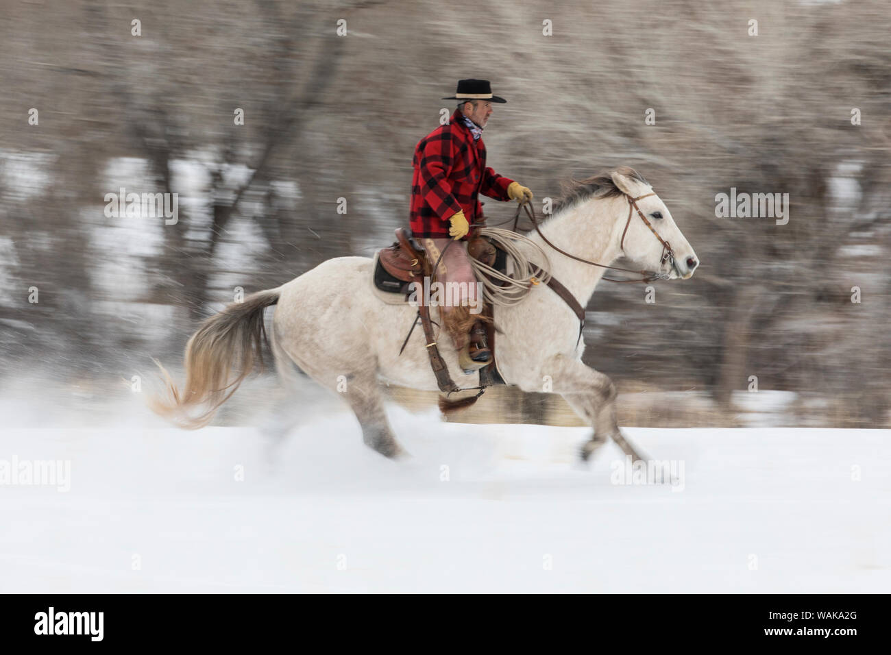 Entraînement de chevaux en hiver sur Hideout Ranch, Shell, Wyoming. Circonscription de cow-boy sur son cheval. (MR) Banque D'Images