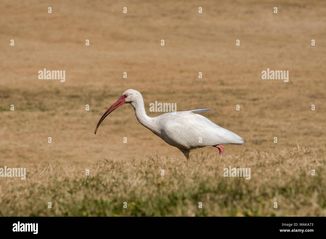 Ibis blanc walking in field, Florida, USA Banque D'Images