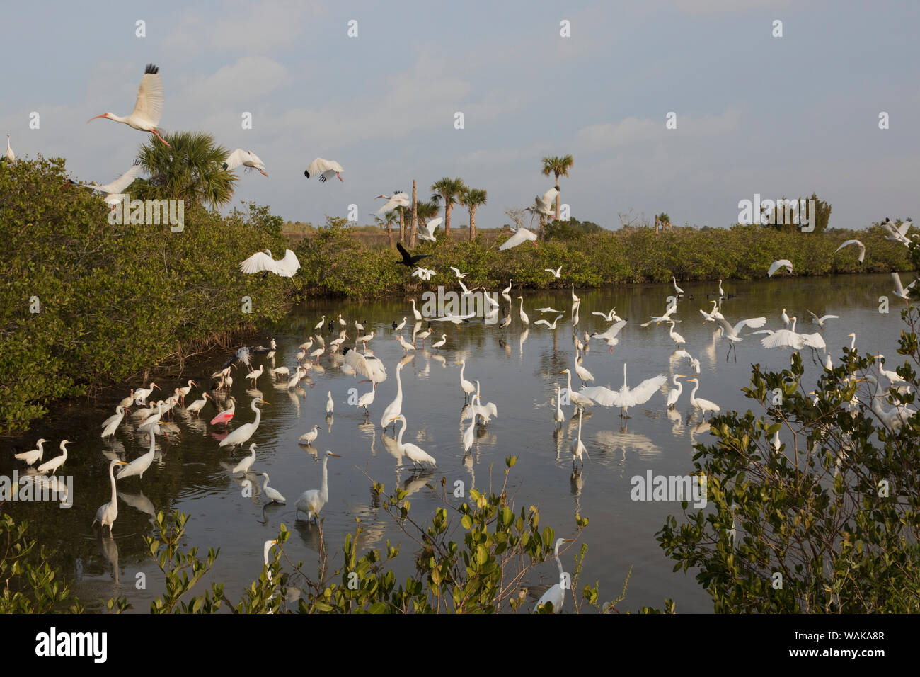 Grand trou de pêche, Merritt Island National Wildlife Refuge, en Floride Banque D'Images