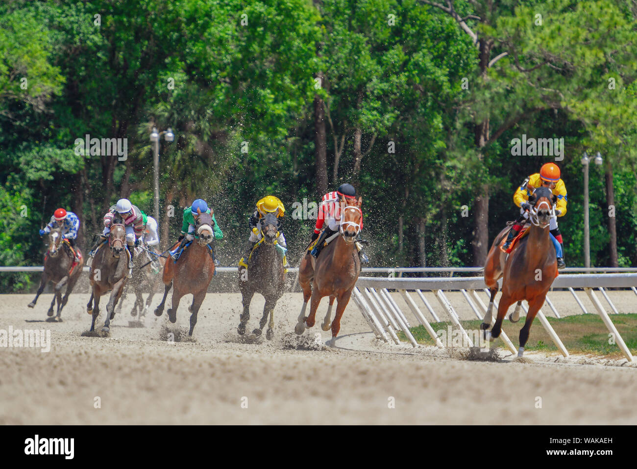 Chevaux de course l'arrondissement la courbe finale Banque D'Images