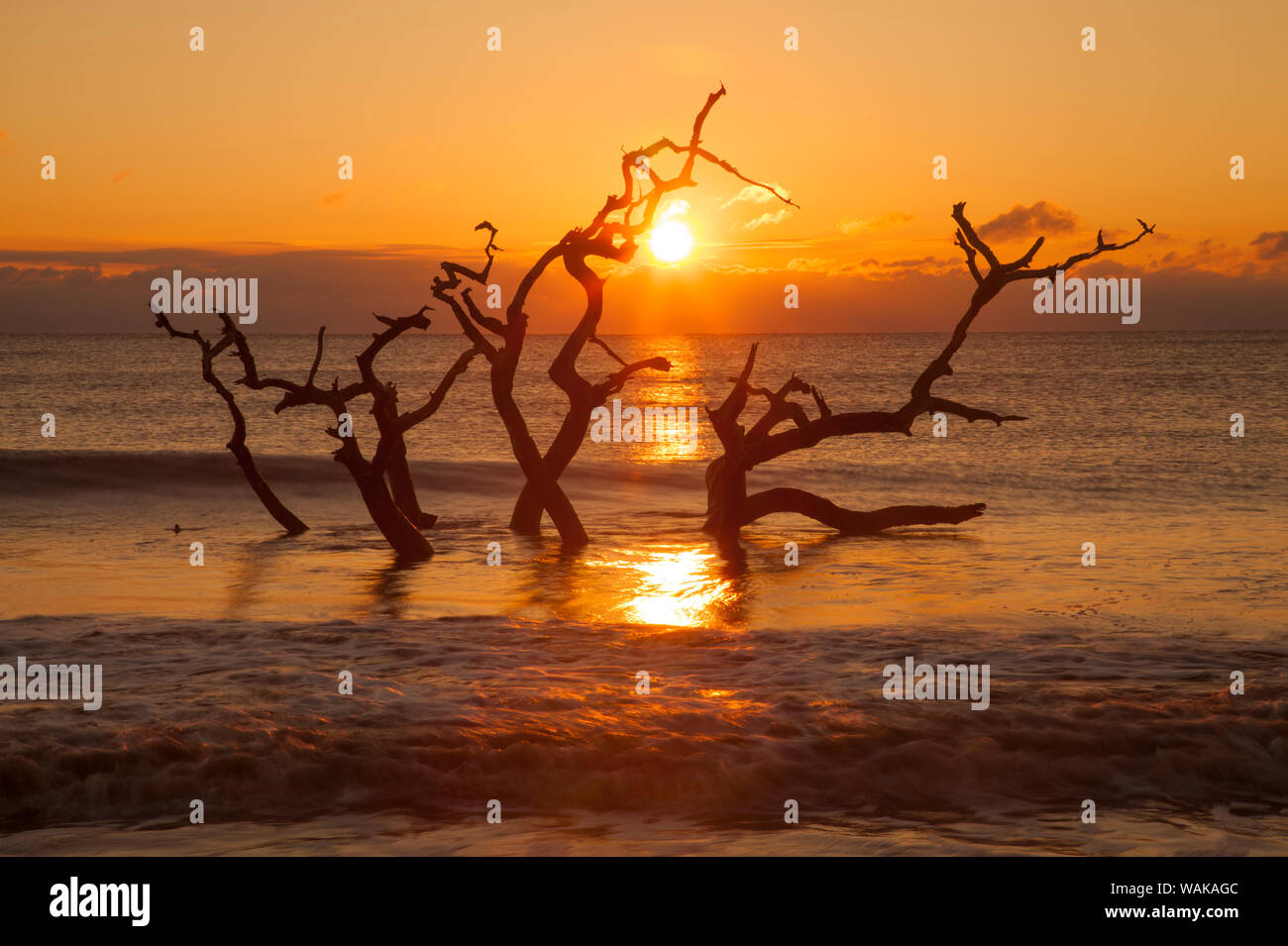 USA, Géorgie. Jekyll Island, Driftwood Beach au lever du soleil. Banque D'Images