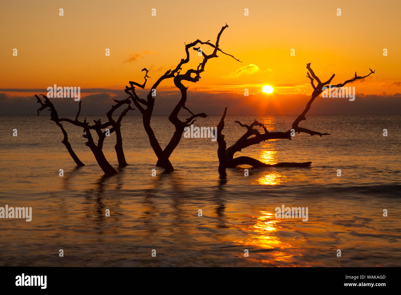 USA, Géorgie. Jekyll Island, Driftwood Beach au lever du soleil. Banque D'Images