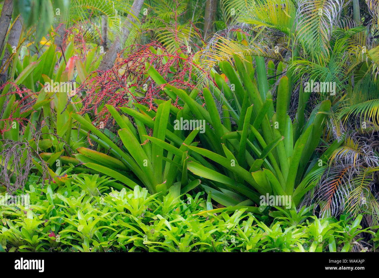 Jardin personnalités liées à la commune, Kauai, Hawaii Banque D'Images