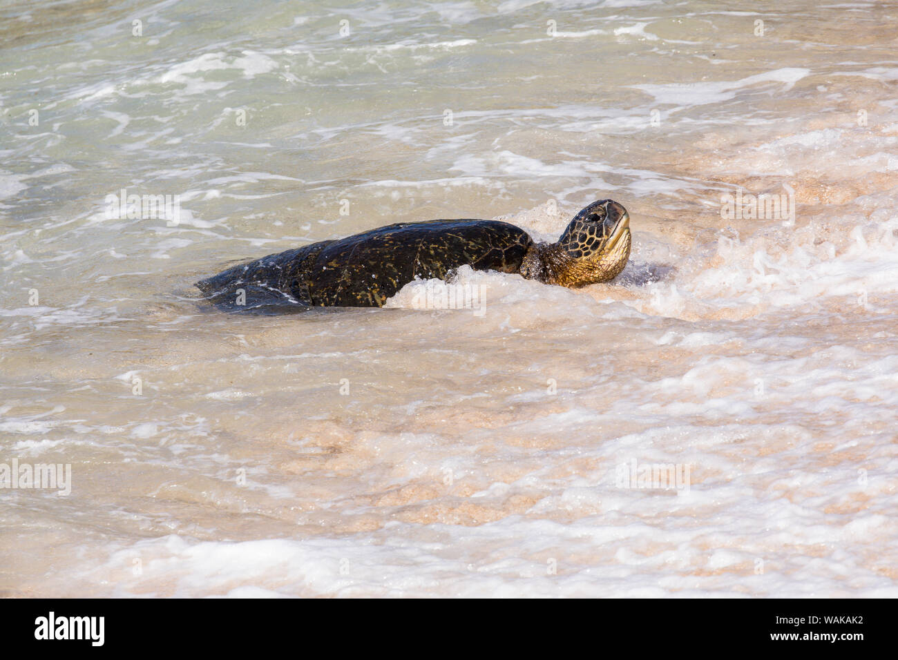Tortue de mer verte hisse Ho'okipa Beach Park, Maui, Hawaii Banque D'Images