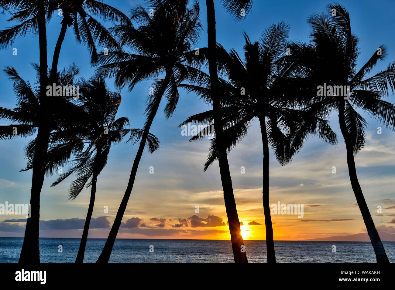 Le coucher du soleil et la silhouette des palmiers, Kihei, Maui, Hawaï Banque D'Images