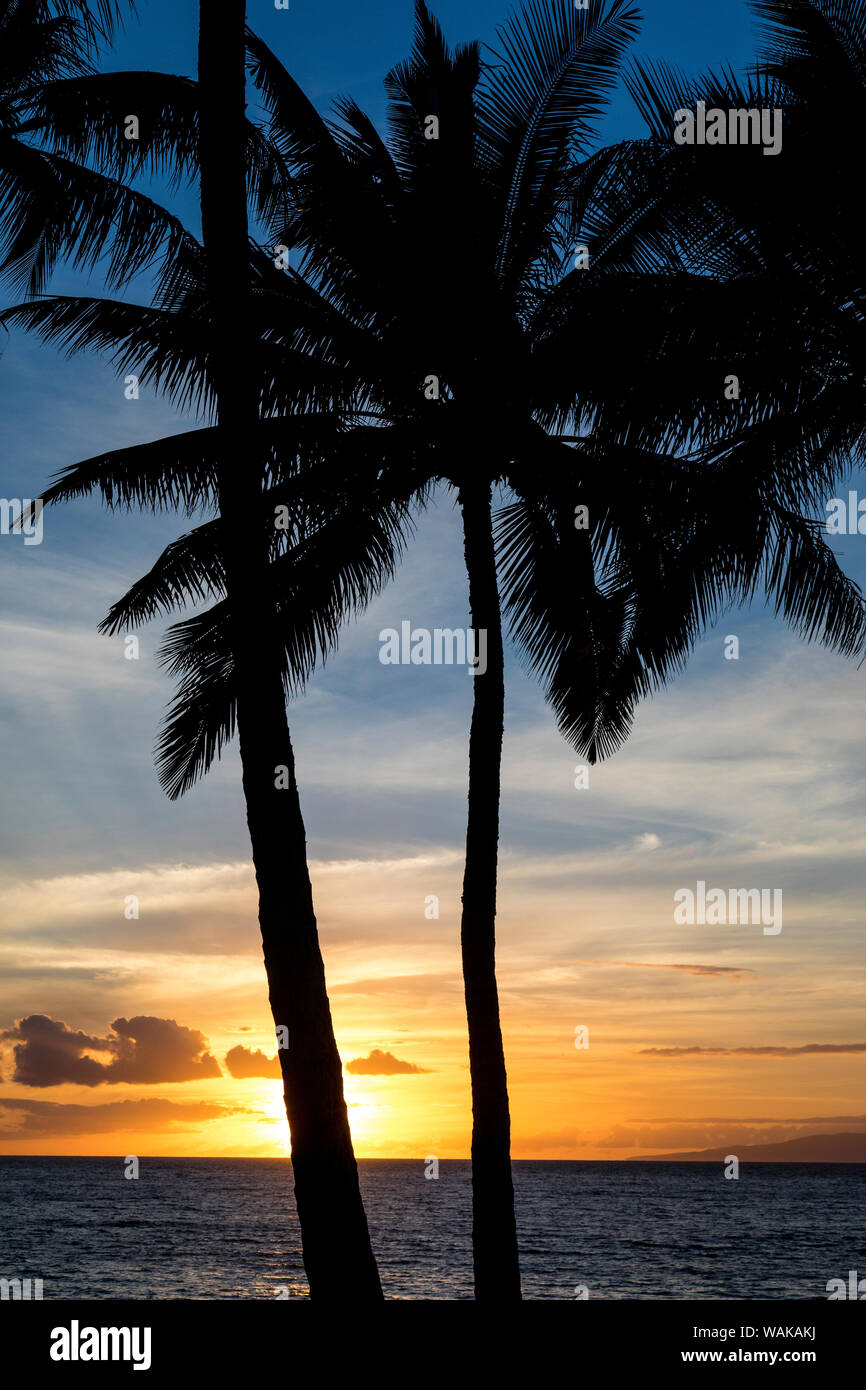 Le coucher du soleil et la silhouette des palmiers, Kihei, Maui, Hawaï Banque D'Images