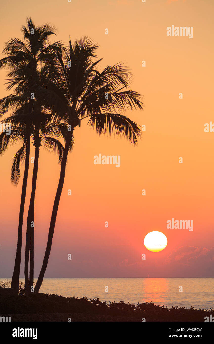 Maui, Hawaii, USA. Palmiers au coucher du soleil. Banque D'Images