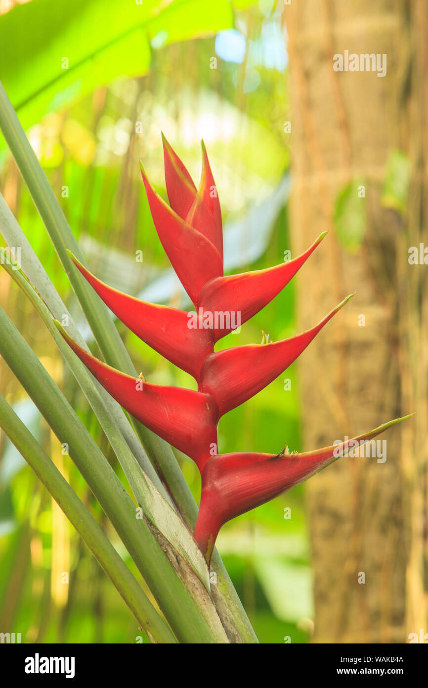 Heliconia dans Hawaiian Tropical Botanical Gardens, près de Hilo, Big Island, Hawaii, USA Banque D'Images