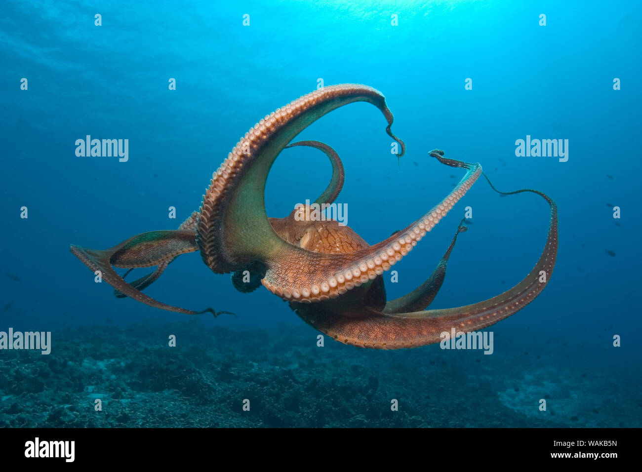 Jour Poulpe (Octopus cyanea) près de Kona, Big Island, Hawaii Banque D'Images