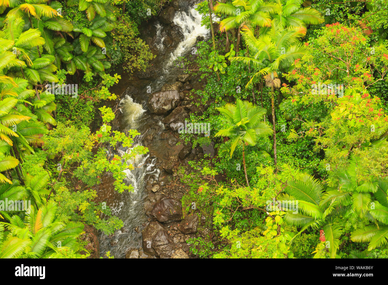 La zone autour de Nanue Falls et ruisseau, Hakalau, Hamakua Coast, Big Island, Hawaii Banque D'Images