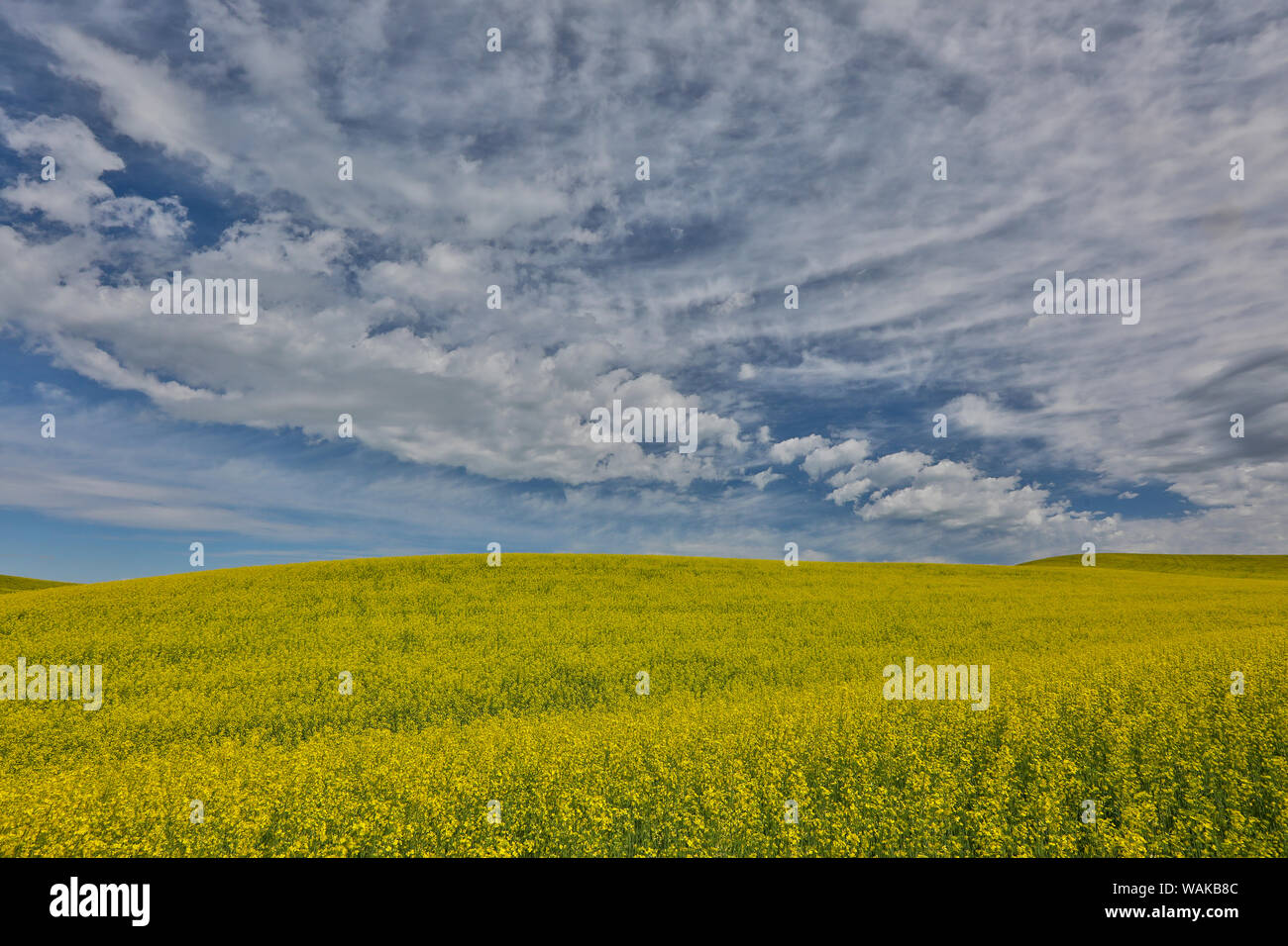 Grand champ de canola sur l'État de Washington et d'Idaho, Idaho frontière près de Estes Banque D'Images