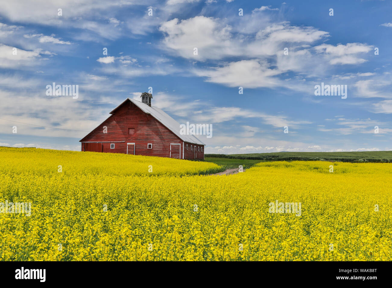 Grange rouge en champ de canola près de Genesee, Idaho. Banque D'Images
