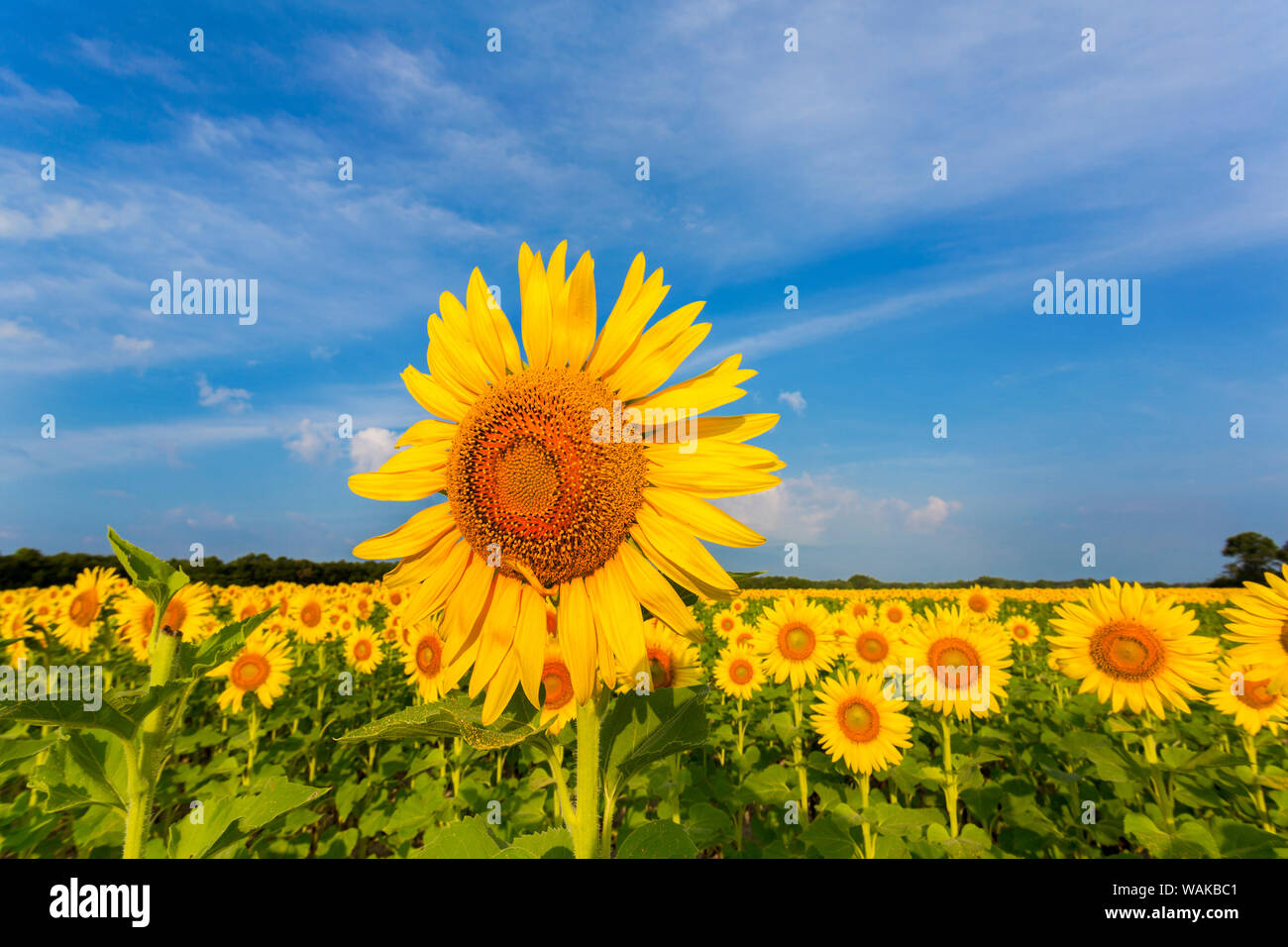 Champ de tournesol Sam Parr State Park. Jasper Comté (Illinois). Banque D'Images