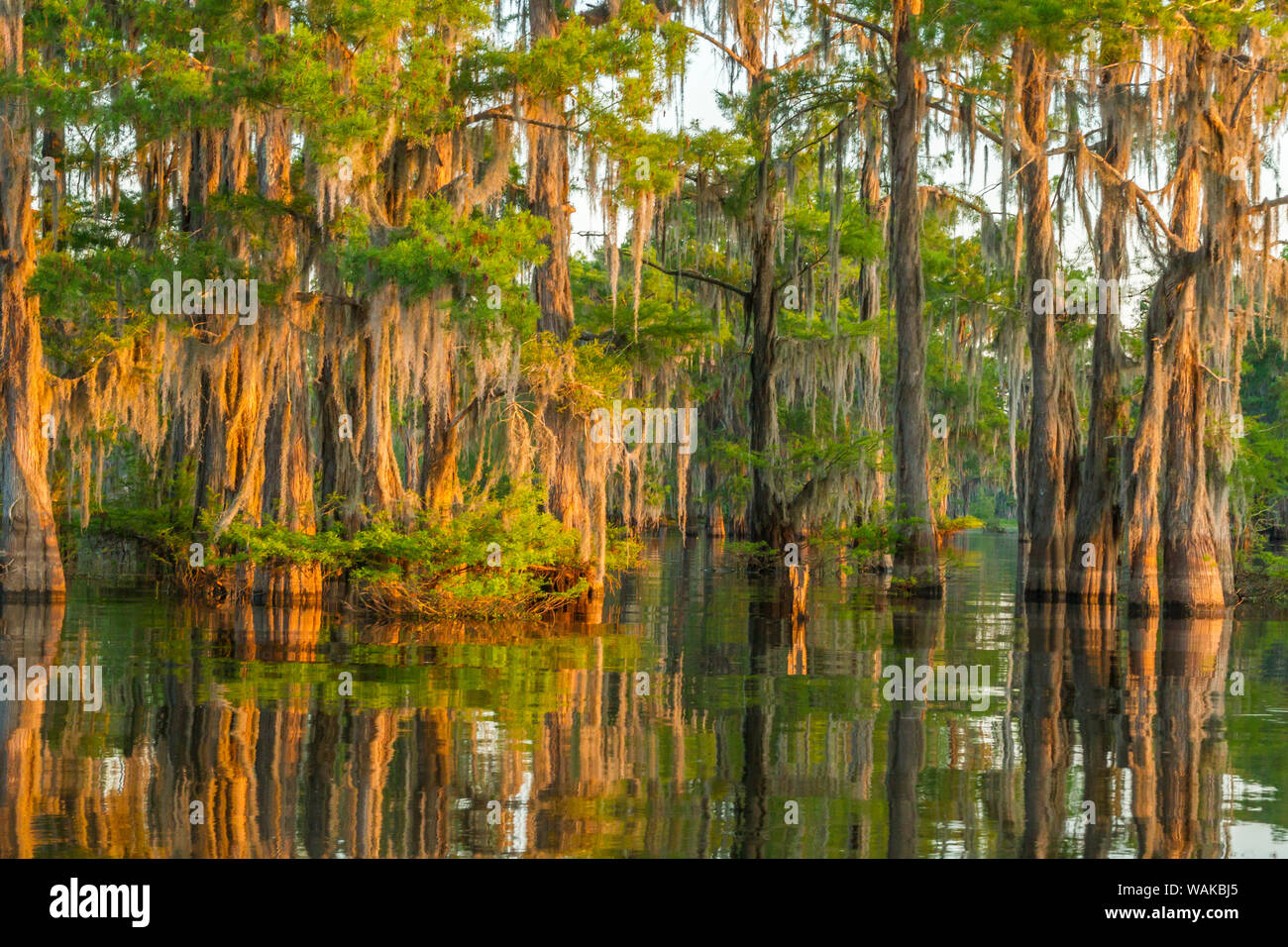 USA, Louisiane, Réserve faunique nationale de l'Atchafalaya. Lever du soleil sur les cyprès et la mousse espagnole. En tant que crédit : Cathy et Gordon Illg / Jaynes Gallery / DanitaDelimont.com Banque D'Images