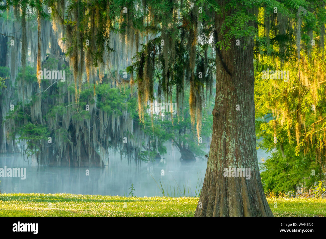 USA, Louisiane, le lac Martin. Lever de soleil brumeux sur le marais. En tant que crédit : Cathy et Gordon Illg / Jaynes Gallery / DanitaDelimont.com Banque D'Images