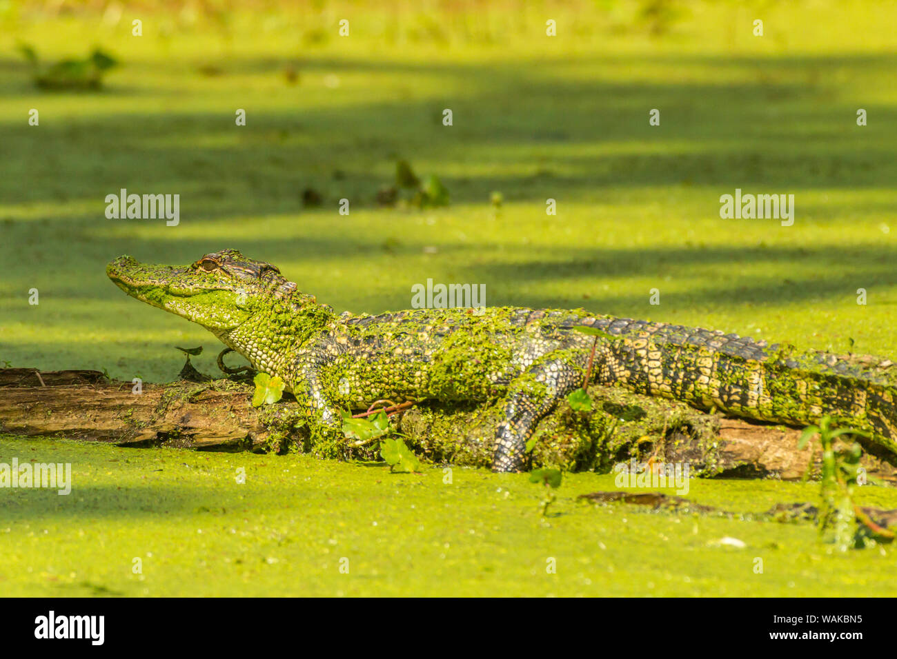 USA, Louisiane, le lac Martin. Connectez-vous au soleil sur l'Alligator. En tant que crédit : Cathy et Gordon Illg / Jaynes Gallery / DanitaDelimont.com Banque D'Images