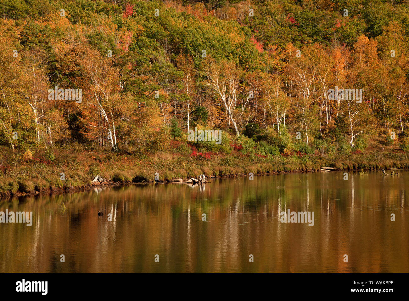 Aux Etats-Unis, dans le Maine. L'Acadia National Park, des réflexions à l'automne à l'Étang du barrage de castors. Banque D'Images