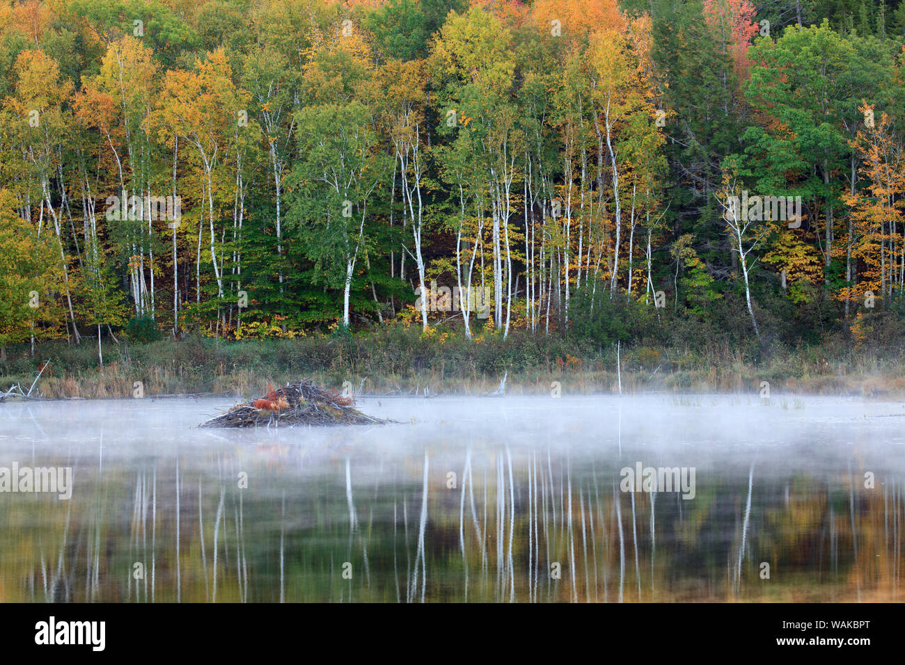 Aux Etats-Unis, dans le Maine. L'Acadia National Park, barrage de castor dans le brouillard à l'Étang du barrage de castors. Banque D'Images