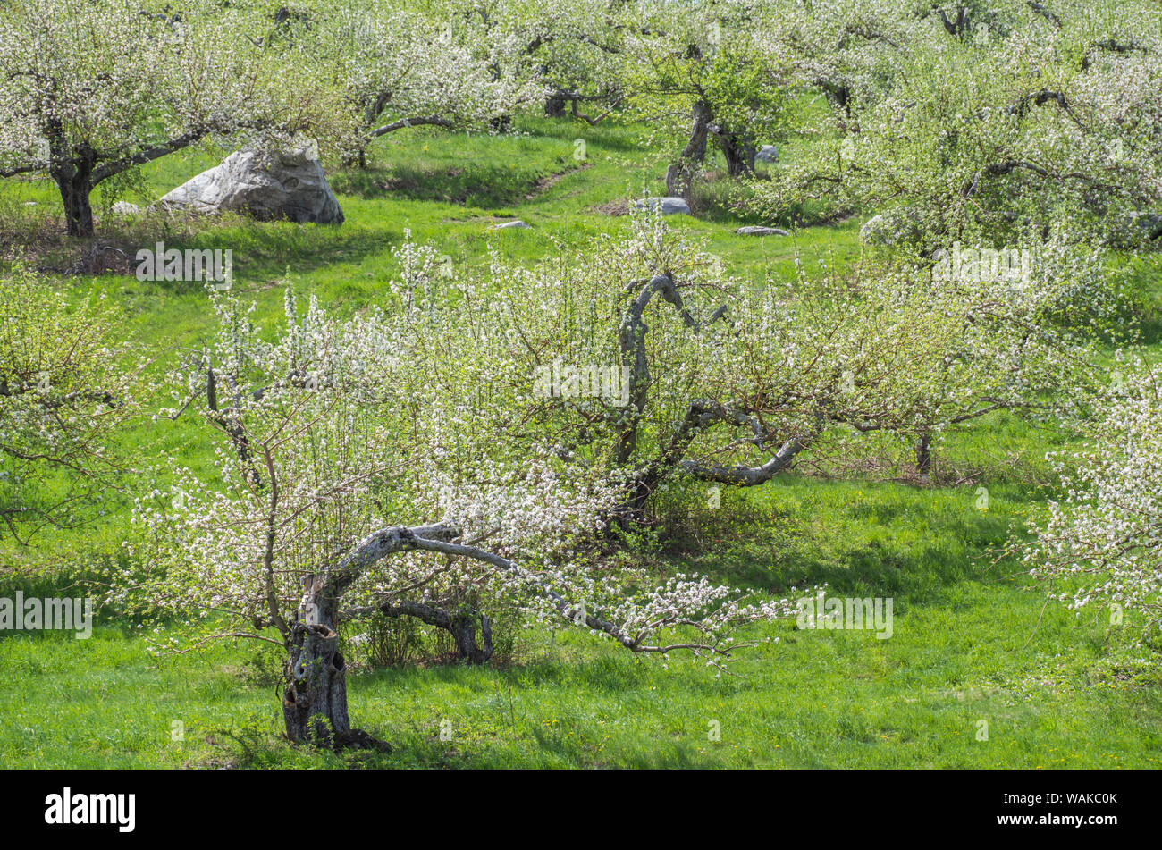 USA, Massachusetts, Bolton. Pommiers en fleurs Banque D'Images