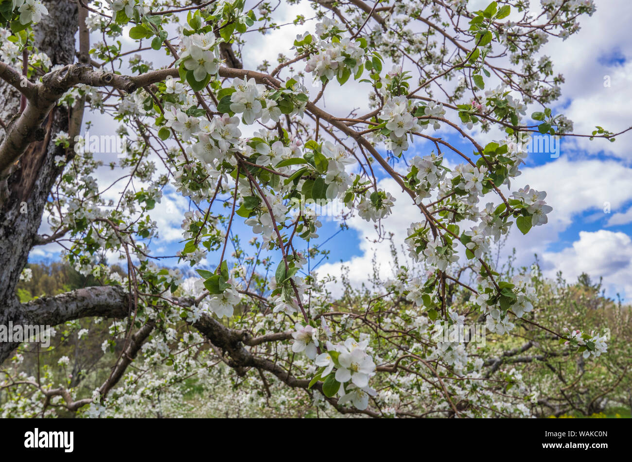 USA, Massachusetts, Bolton. Pommiers en fleurs Banque D'Images