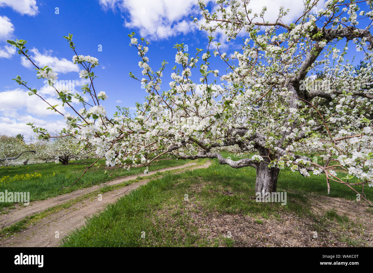 USA, Massachusetts, Bolton. Pommiers en fleurs Banque D'Images
