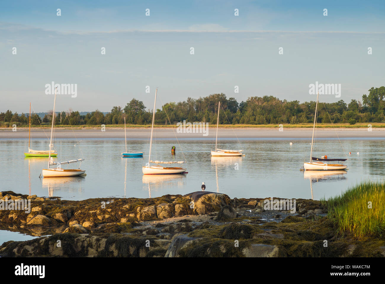 USA, Massachusetts, Cape Ann, Annisquam. Rivière Annisquam, bateaux à voile Banque D'Images
