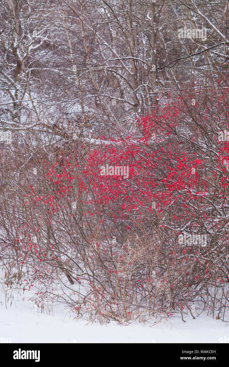 USA, Massachusetts, Cape Ann, Annisquam. Winterberries, Ilex verticillata, hiver Banque D'Images
