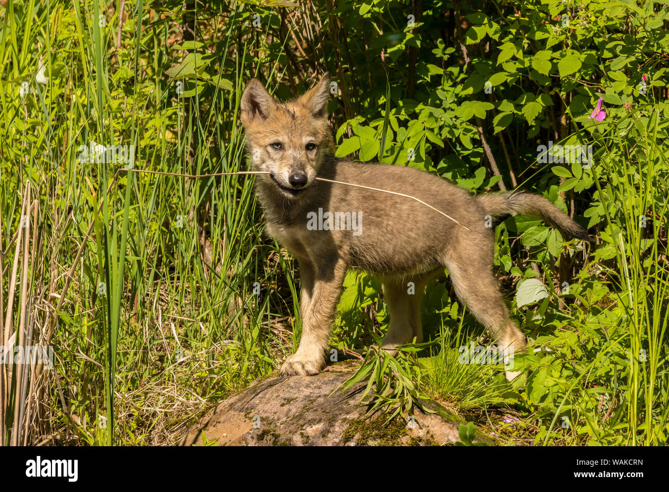 USA (Minnesota), Pine Comté. Gray wolf cub avec Reed dans la bouche. En tant que crédit : Cathy et Gordon Illg / Jaynes Gallery / DanitaDelimont.com Banque D'Images