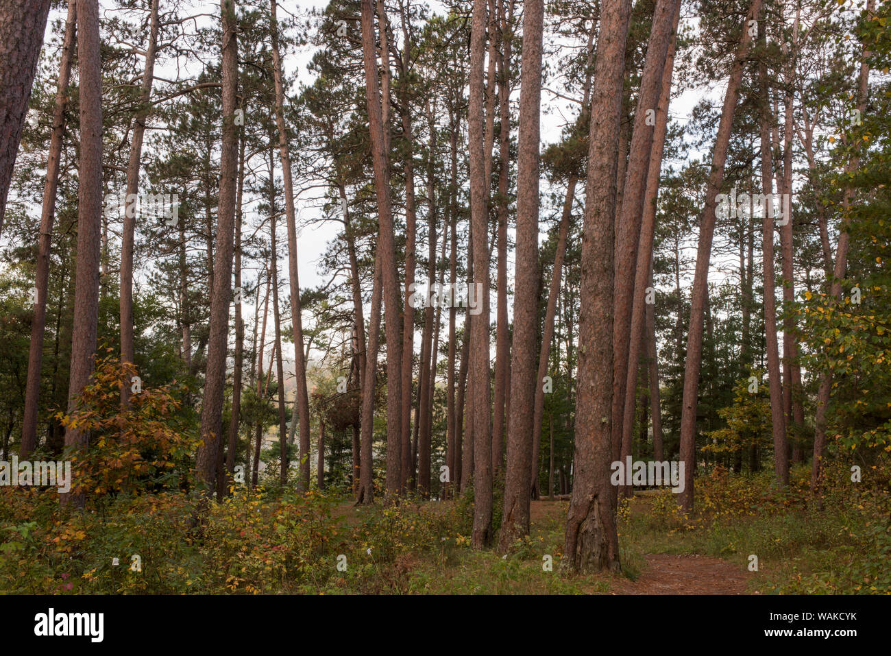 USA (Minnesota), Itasca State Park Banque D'Images