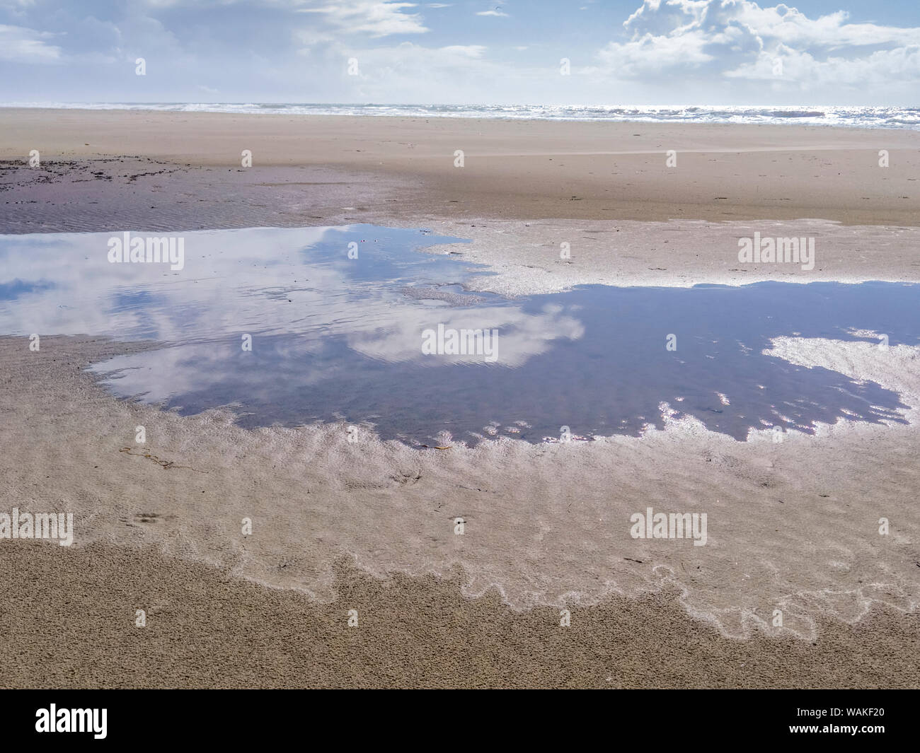 USA (Oregon), l'arctostaphyle. Les nuages reflètent en mer. En tant que crédit : Wendy Kaveney Jaynes / Galerie / DanitaDelimont.com Banque D'Images