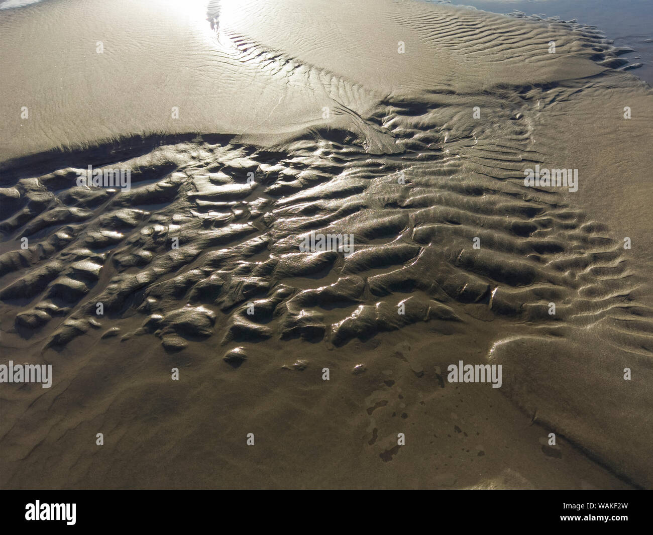USA (Oregon), l'arctostaphyle. Réflexion sur le sable et l'eau. En tant que crédit : Wendy Kaveney Jaynes / Galerie / DanitaDelimont.com Banque D'Images