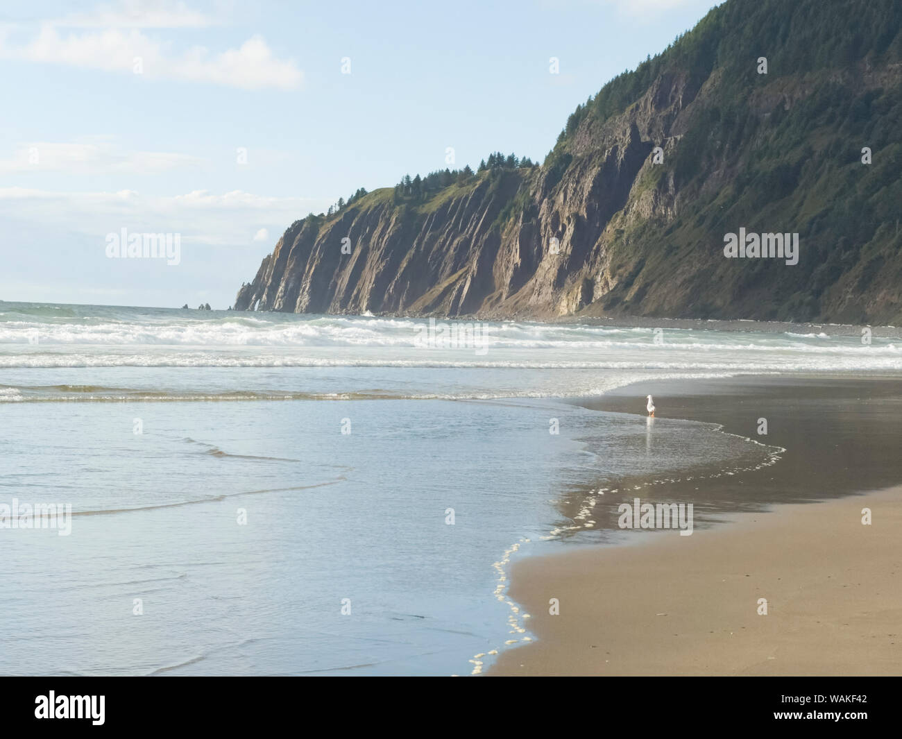 USA (Oregon), l'arctostaphyle. Paysage de plage. En tant que crédit : Wendy Kaveney Jaynes / Galerie / DanitaDelimont.com Banque D'Images
