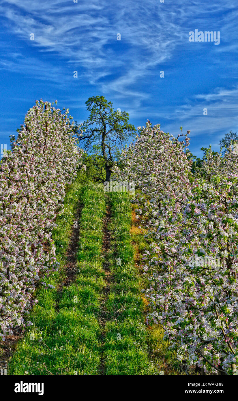 USA, Ohio, Hood River. Verger de pommiers en fleurs. En tant que crédit : Jean Carter / Jaynes Gallery / DanitaDelimont.com Banque D'Images
