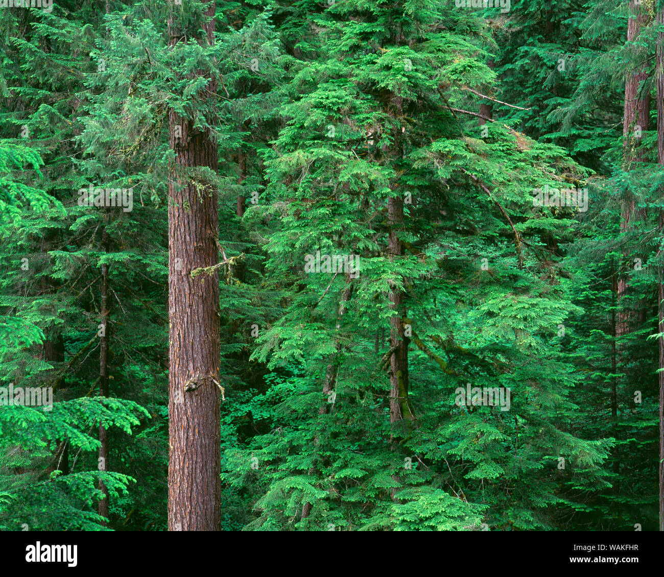 USA (Oregon). Forêt nationale de Willamette, Middle Santiam Wilderness, vieilles forêts de pruche de l'ouest et le Douglas. Banque D'Images