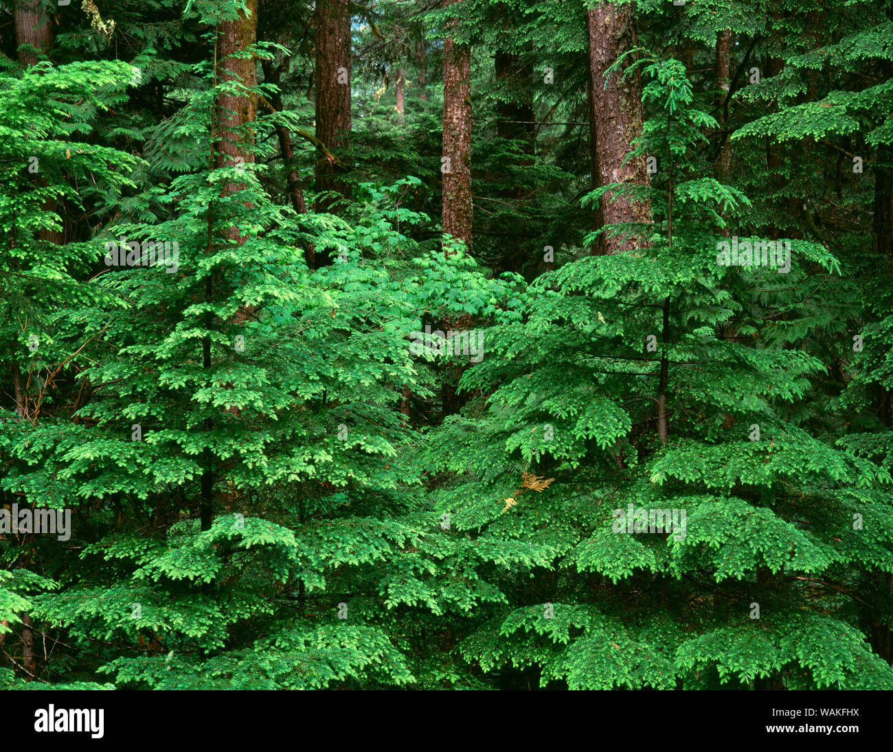 USA (Oregon). Forêt nationale de Willamette, Middle Santiam Désert, croissance au printemps de la pruche de l'Ouest dans les gaules les forêts anciennes. Banque D'Images