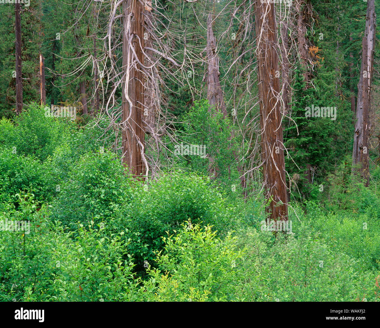 USA (Oregon). Forêt nationale de Willamette, Middle Santiam Désert, cèdres rouges de l'sont entourés d'aulne rouge. Banque D'Images
