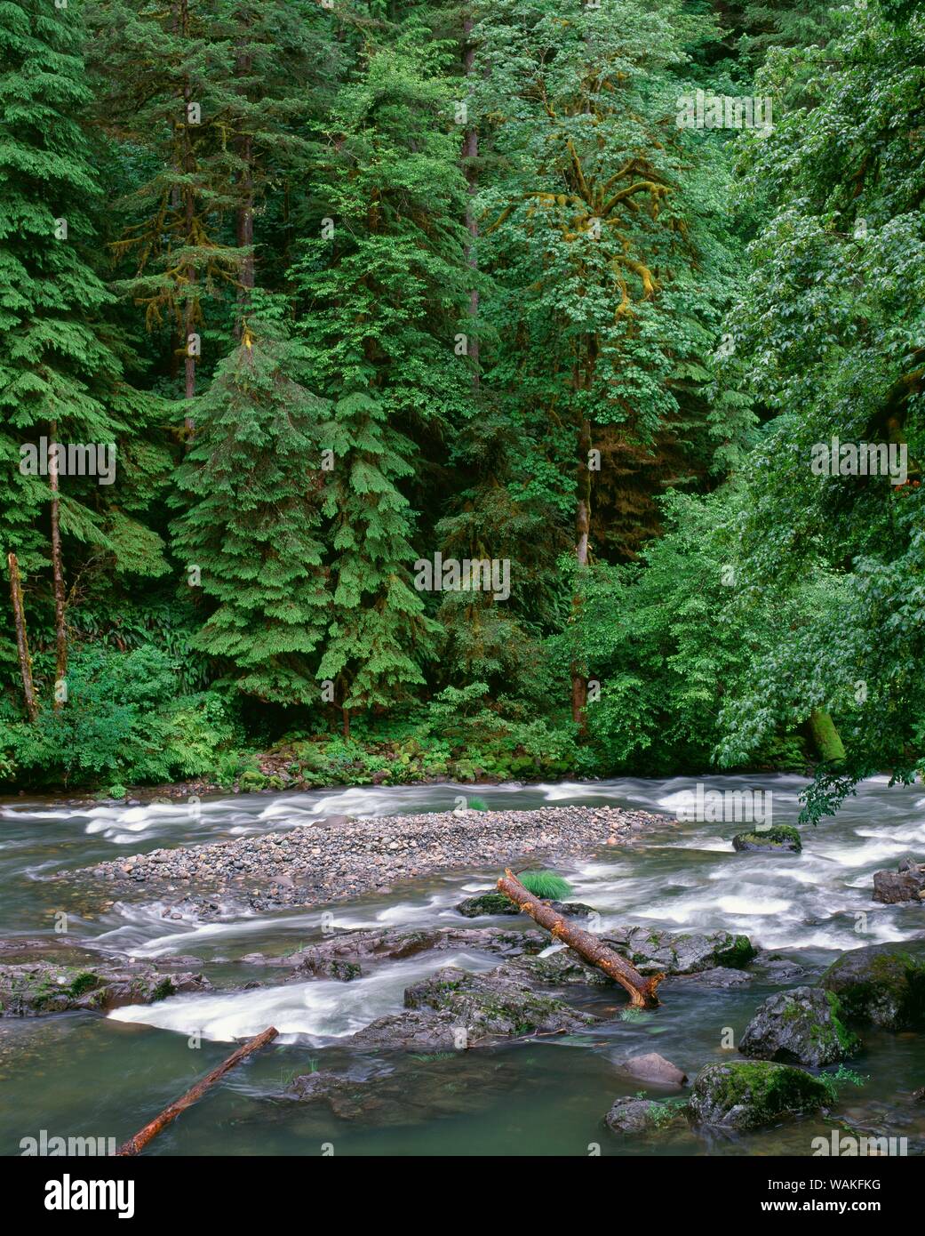 USA (Oregon). Forêt nationale de Willamette, South Santiam River et d'une forêt ancienne. Banque D'Images