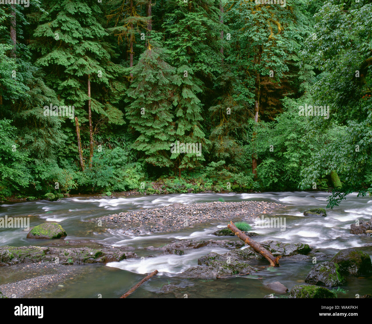USA (Oregon). Forêt nationale de Willamette, South Santiam River et d'une forêt ancienne. Banque D'Images
