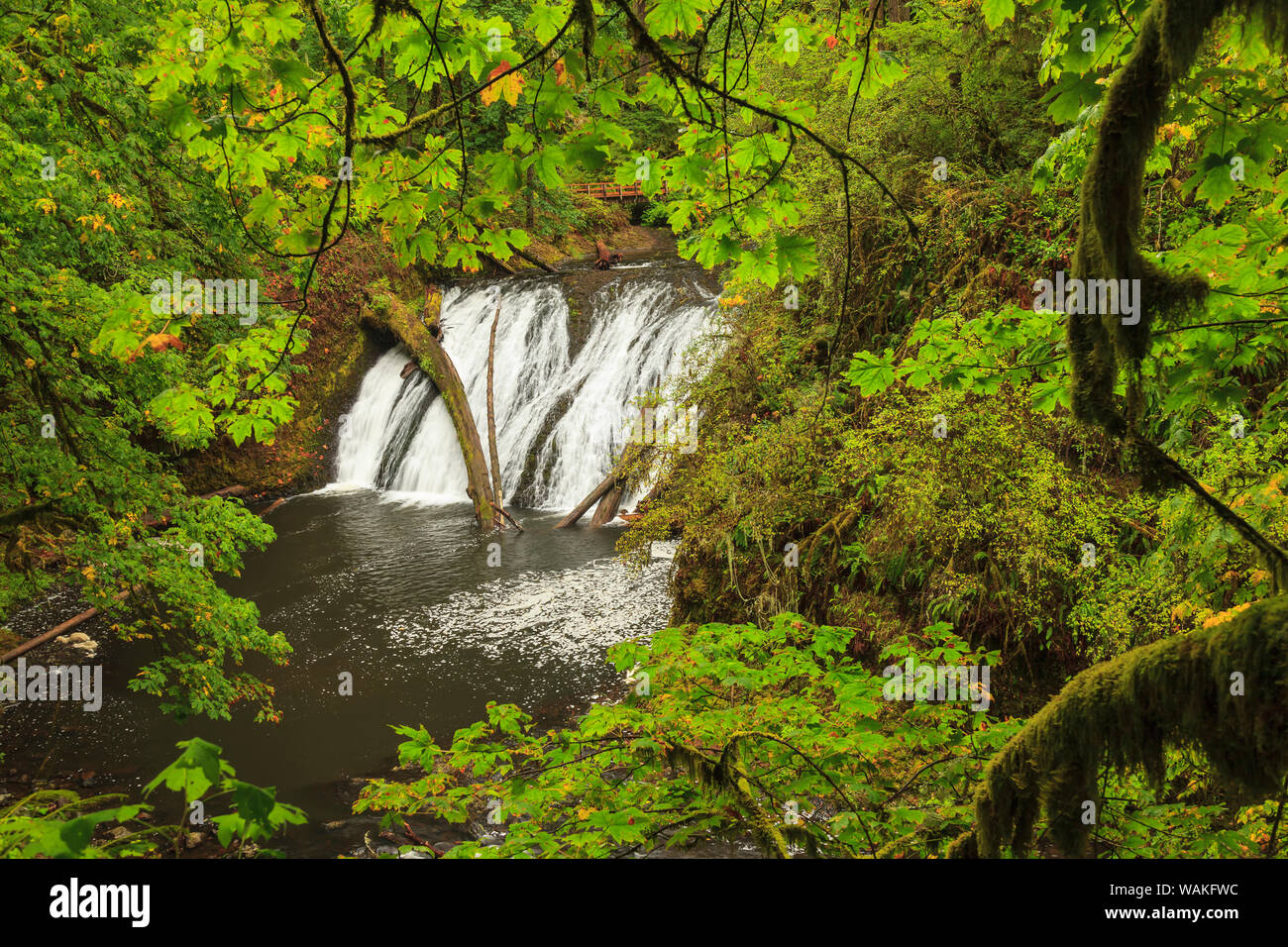 Trail de dix chutes, Silver Falls State Park, près de Silverton, Oregon Banque D'Images