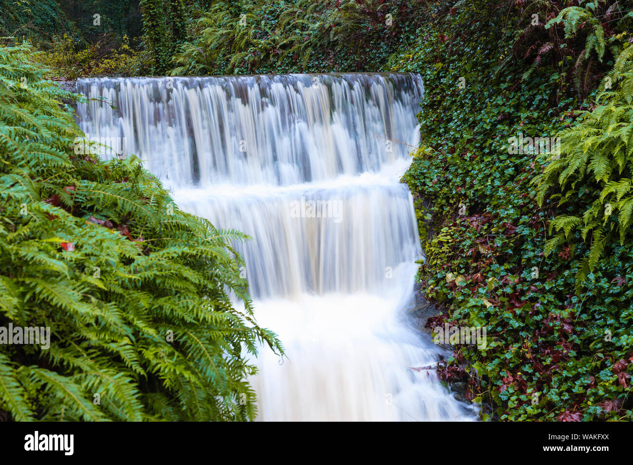 Le ruisseau saisonnier sur banlieue de Portland, Oregon, USA Banque D'Images