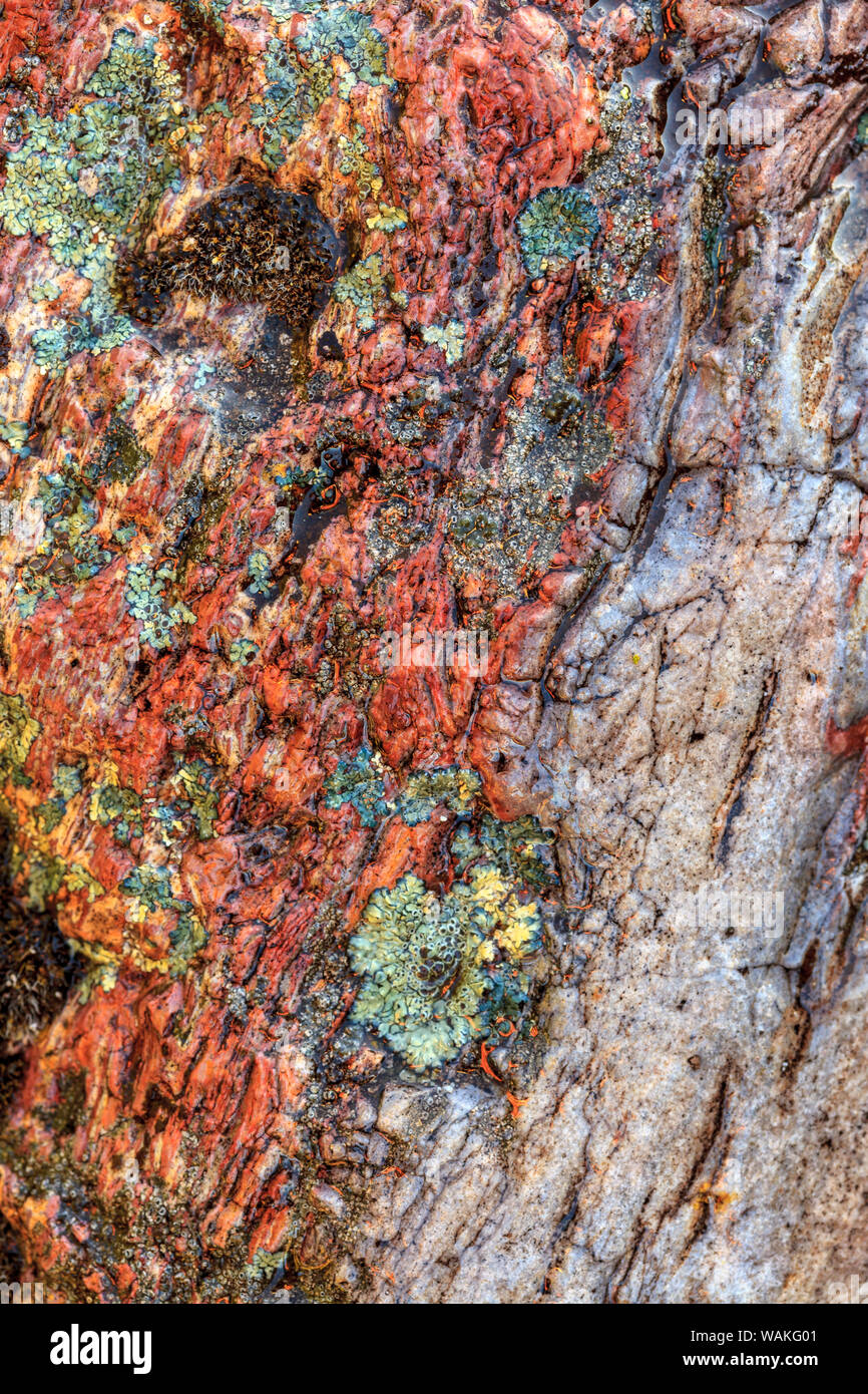 Grande roche polie naturellement avec le lichen, descente de la rivière Deschutes, Centre de l'Oregon, USA Banque D'Images