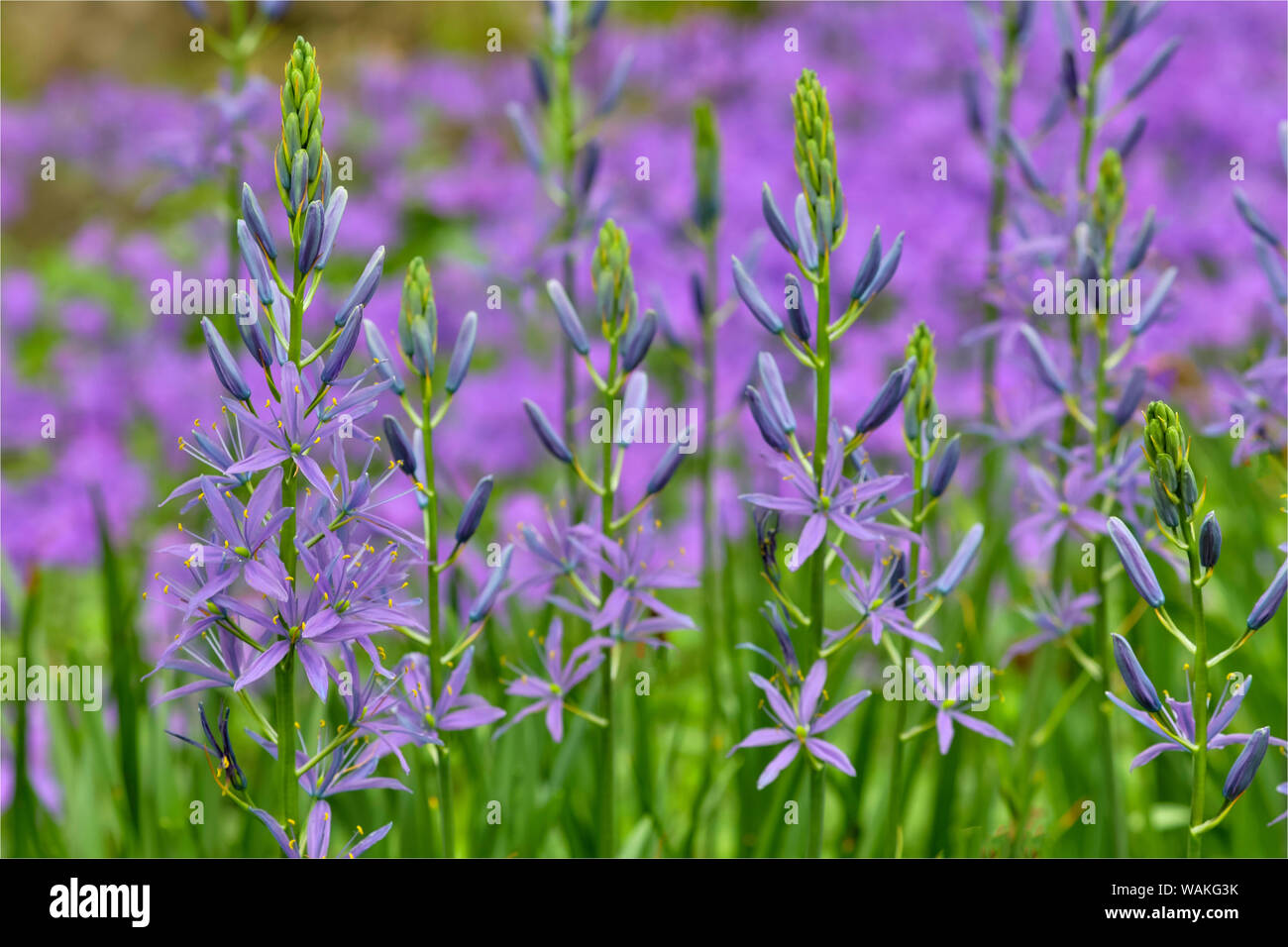 Camas le long terme de Bell Creek, Chanticleer Jardin, Wayne, Michigan Banque D'Images