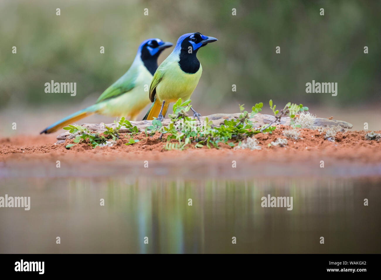 (Cyanocorax yncas jay vert) sur le sol. Banque D'Images