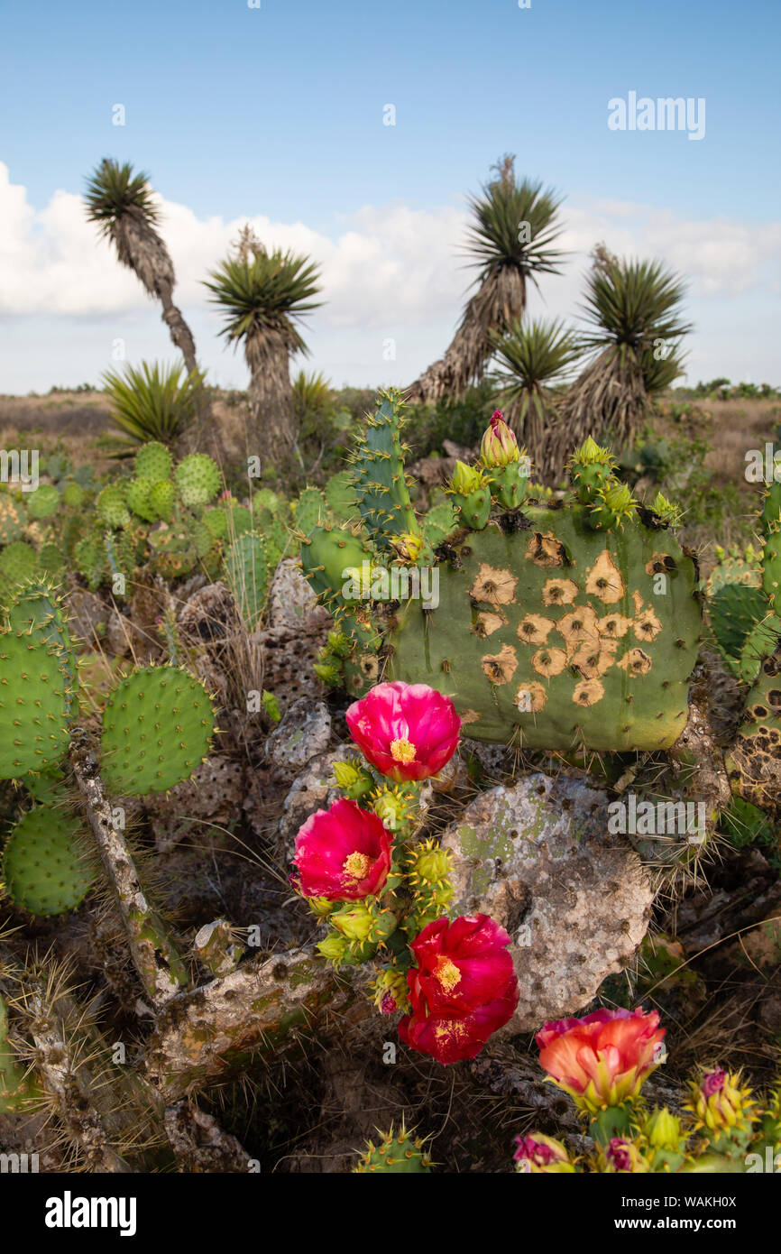 Le figuier de Barbarie (Opuntia lindheimeri) cactus en fleur. Banque D'Images