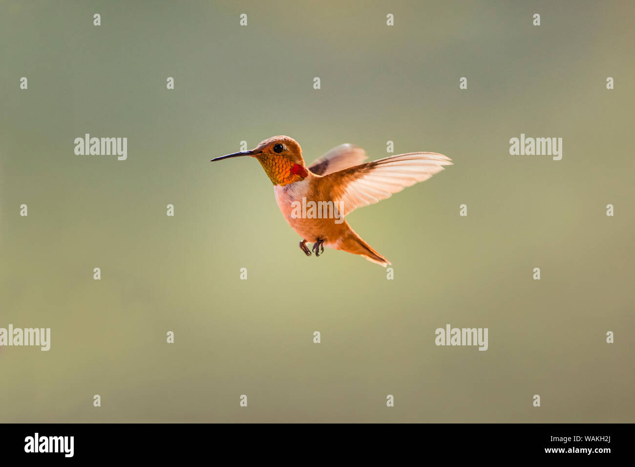 (Le colibri Selasphorus rufus). Banque D'Images