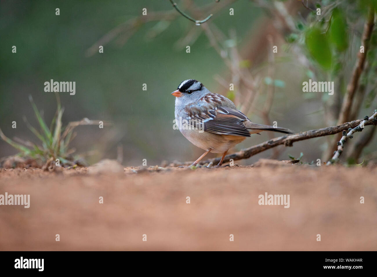 Bruant à couronne blanche (Zonotrichia leucophrys) de nourriture. Banque D'Images