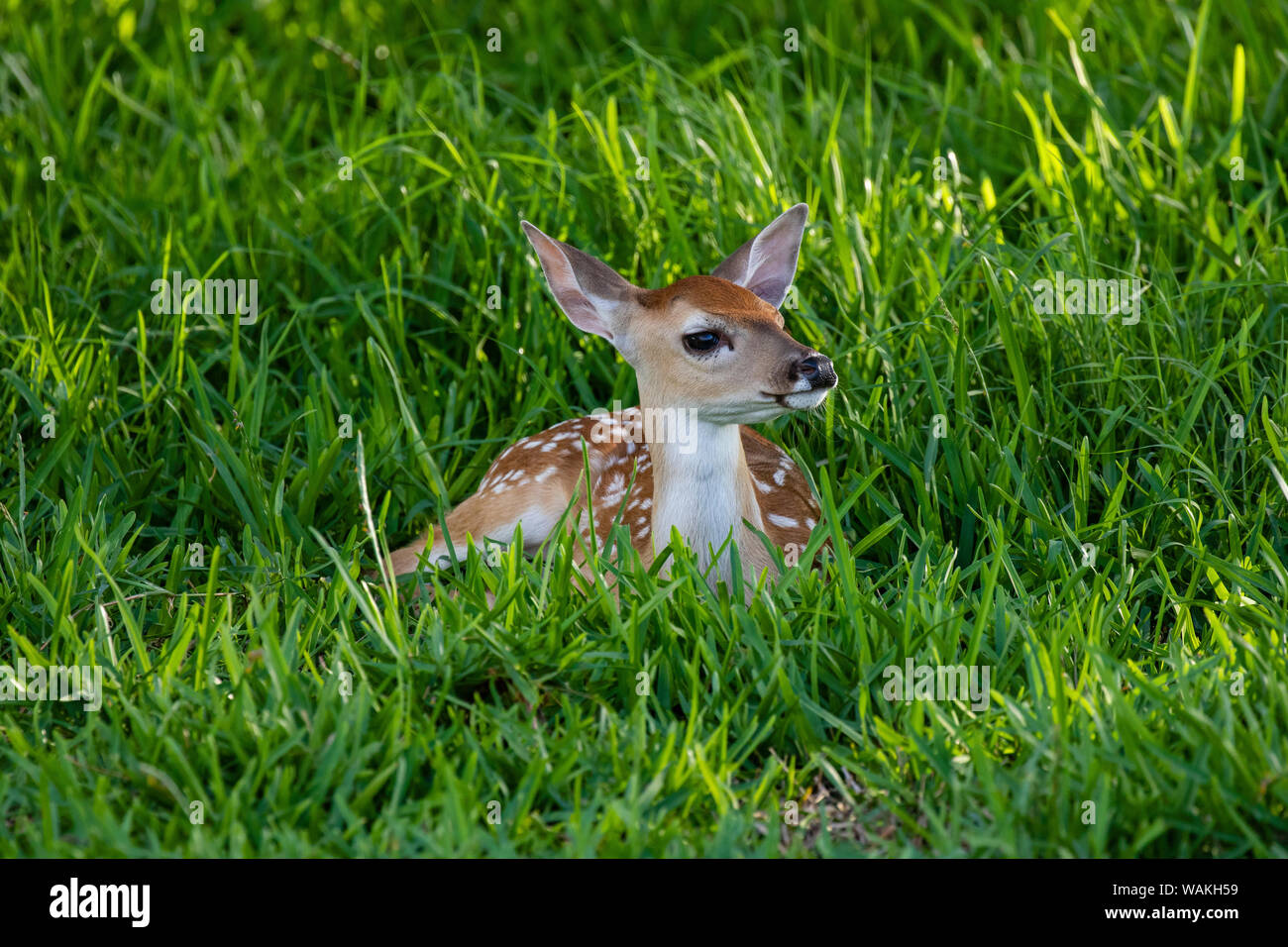 Le cerf de Virginie (Odocoileus virginianus) au repos les faons dans le couvercle. Banque D'Images