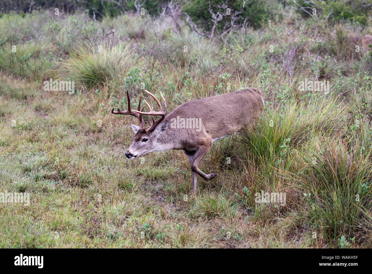 Le cerf de Virginie (Odocoileus virginianus) mâle. Banque D'Images