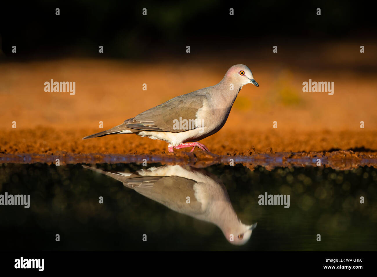 À pointe blanche colombe (Leptotila verreauxi) par l'étang. Banque D'Images